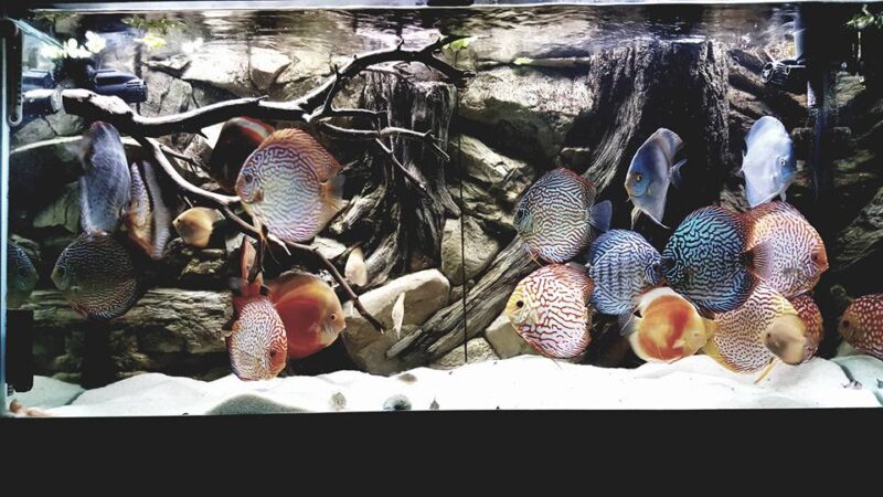 Aqua Maniac 3d background with discus fish