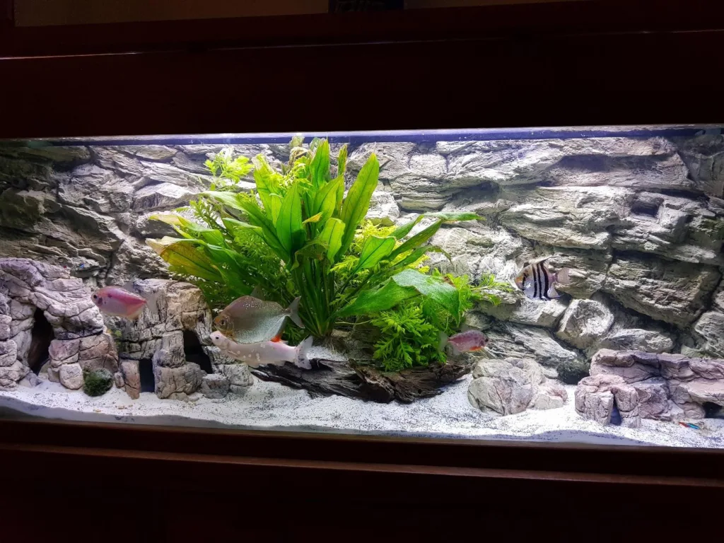 aquarium decoration review from our happy customer