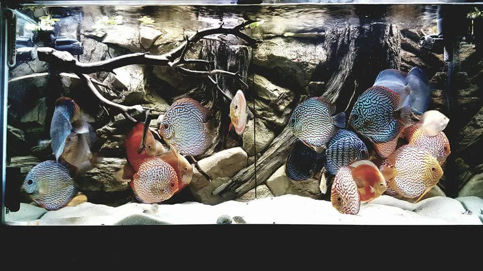 Aquarium Decoration for Tropical Fish - Discus