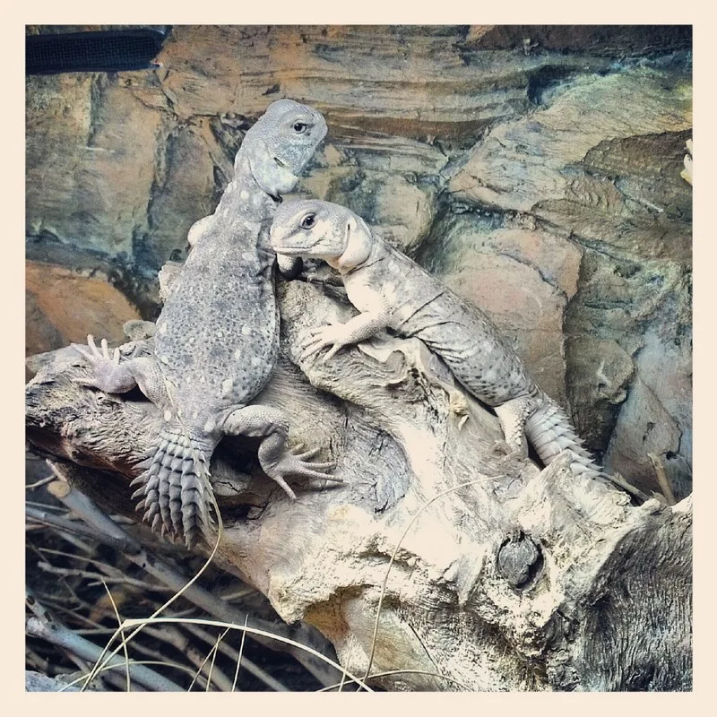 reptiles love 3d backgrounds from Aqua Maniac