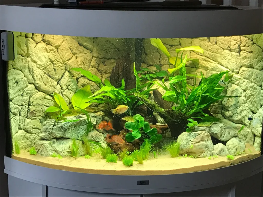 Juwel Trigon 190 fish tank with Aqua Maniac's 3d Thin Rock background